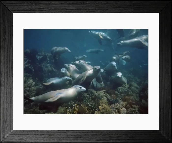 Framed Print : The Australian Sealion - It is the friendliest and most attractive of all Sealions. It is the second rarest Sealion in the world South Australia Framed Print : The Australian Sealion - It is the friendliest and most attractive of all Sealions. It is the second rarest Sealion in the world South Australia