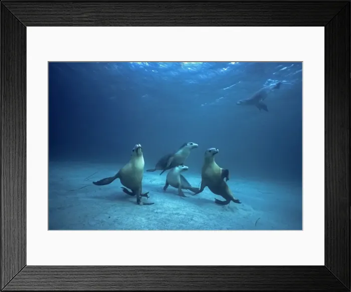 Framed Print : Australian Sealions - Sealions in a playful mood, these delightful animals are seriously endangered due to drowning in fishermens nets South Australia Framed Print : Australian Sealions - Sealions in a playful mood, these delightful animals are seriously endangered due to drowning in fishermens nets South Australia