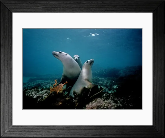 Framed Print : Australian Sealion - It is the friendliest and most attractive of all Sealions. A very inquisitive animal South Australia Framed Print : Australian Sealion - It is the friendliest and most attractive of all Sealions. A very inquisitive animal South Australia