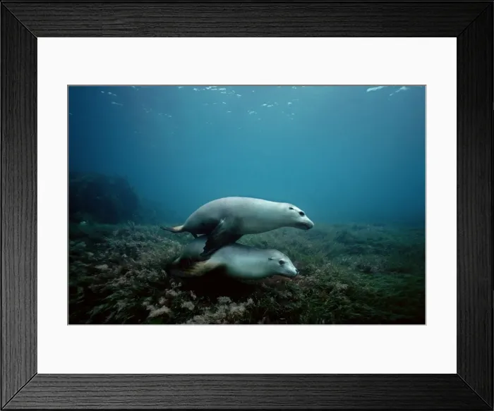 Framed Print : Australian Sealion - It is the friendliest and most attractive of all Sealions. They love to play together South Australia Framed Print : Australian Sealion - It is the friendliest and most attractive of all Sealions. They love to play together South Australia
