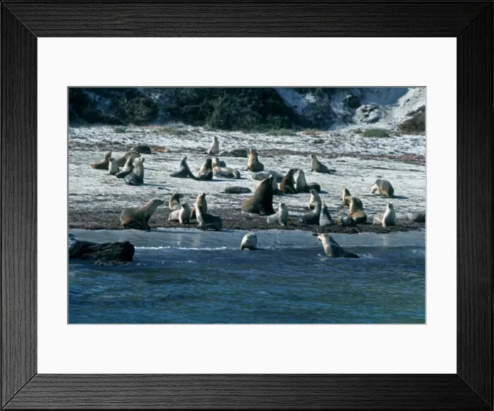 Framed Print : Australian Sealions -Protected. Here they bask in the sun on the beach they call their own South Australia Framed Print : Australian Sealions -Protected. Here they bask in the sun on the beach they call their own South Australia