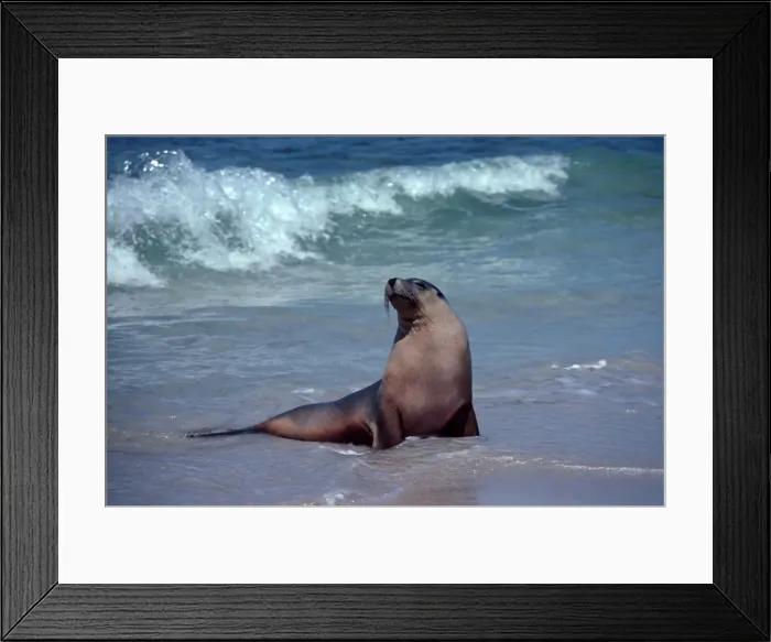 Framed Print : Australian Sealion - Bull. These delightful animals are seriously endangered. Used for shark bait until protection in the late 1970s their numbers have continued to decline Kangaroo Island, South Australia Framed Print : Australian Sealion - Bull. These delightful animals are seriously endangered. Used for shark bait until protection in the late 1970s their numbers have continued to decline Kangaroo Island, South Australia
