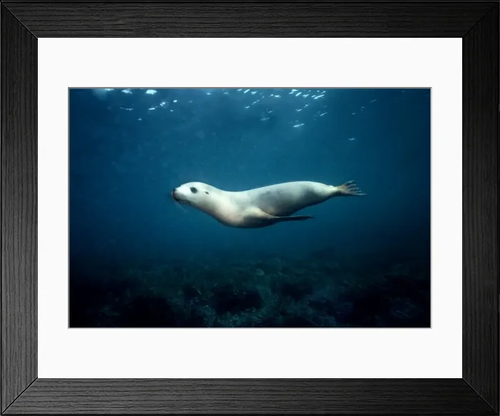 Framed Print : Australian Sealion - These delightful animals are seriously endangered. Used for shark bait until protection in the late 1970s their numbers have continued to decline South Australia Framed Print : Australian Sealion - These delightful animals are seriously endangered. Used for shark bait until protection in the late 1970s their numbers have continued to decline South Australia