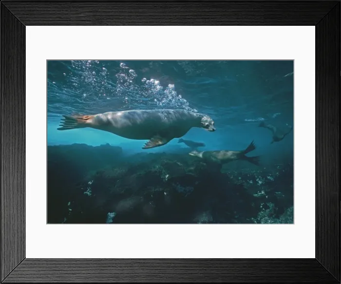Framed Print : Australian Sealion - These delightful animals are seriously endangered. Used for shark bait until protection in the late 1970s their numbers have continued to decline South Australia Framed Print : Australian Sealion - These delightful animals are seriously endangered. Used for shark bait until protection in the late 1970s their numbers have continued to decline South Australia