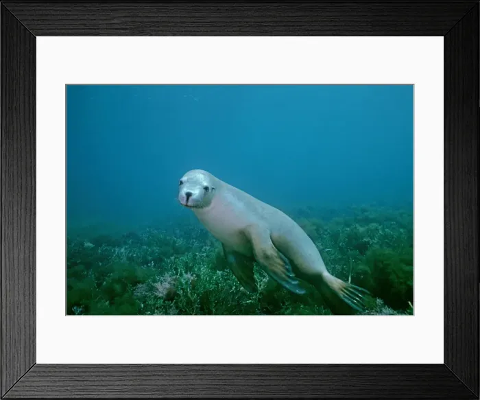 Framed Print : Australian Sealion - These delightful animals are seriously endangered. Used for shark bait until protection in the late 1970s their numbers have continued to decline South Australia Framed Print : Australian Sealion - These delightful animals are seriously endangered. Used for shark bait until protection in the late 1970s their numbers have continued to decline South Australia