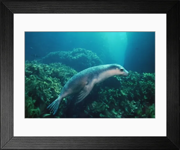 Framed Print : Australian Sealion - These delightful animals are seriously endangered. Used for shark bait until protection in the late 1970s their numbers have continued to decline South Australia Framed Print : Australian Sealion - These delightful animals are seriously endangered. Used for shark bait until protection in the late 1970s their numbers have continued to decline South Australia