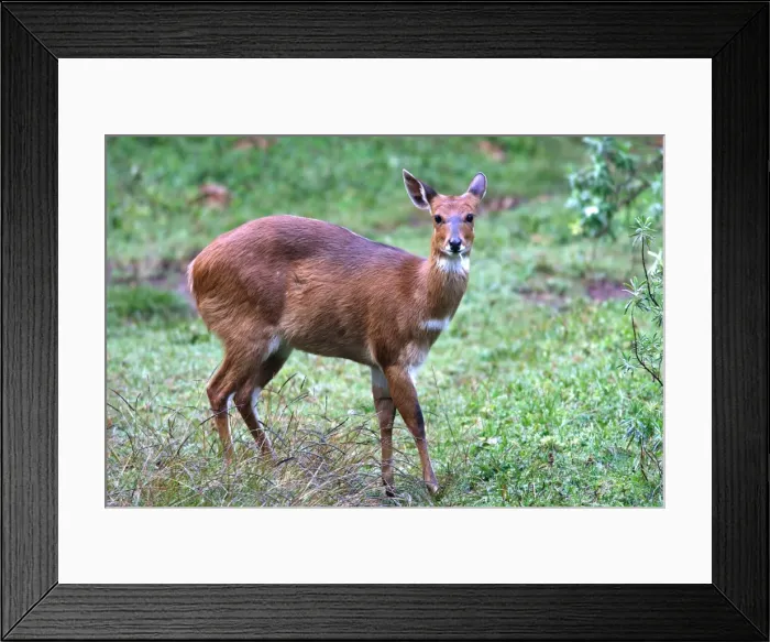 Framed Print : Menelik's Bushbuck. Endemic species. Bale Mountains - Ethiopia - Africa Framed Print : Menelik's Bushbuck. Endemic species. Bale Mountains - Ethiopia - Africa
