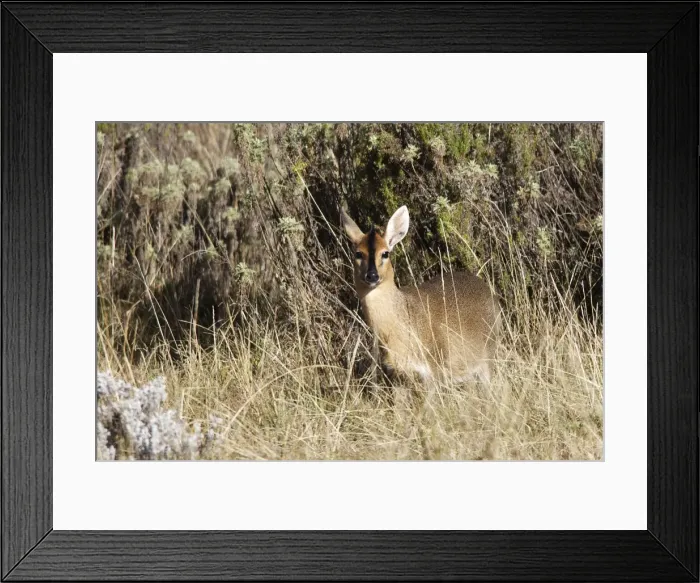 Framed Print : Bush / Grey Duiker. Bale Mountains - Ethiopia - Africa Framed Print : Bush / Grey Duiker. Bale Mountains - Ethiopia - Africa