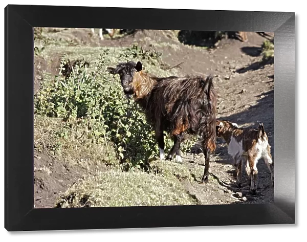 Angora goat Bale Mountains - Ethiopia - Africa