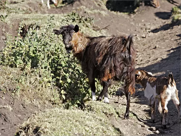 Angora goat Bale Mountains - Ethiopia - Africa