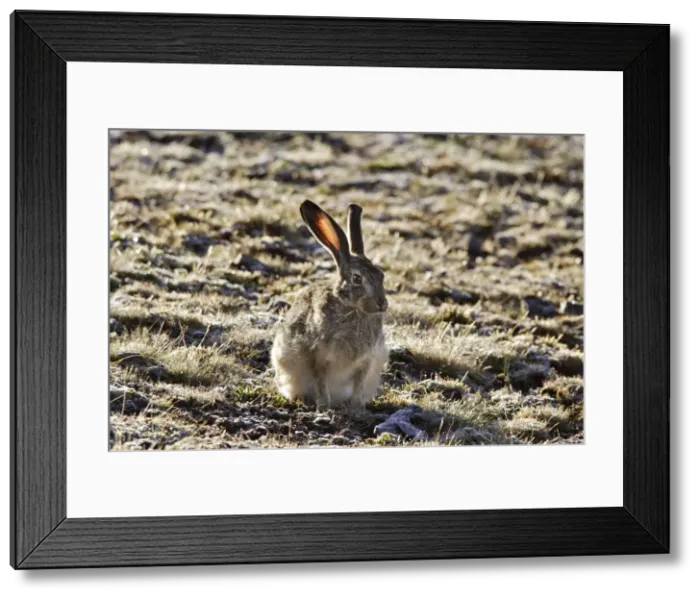 Framed Print : Ethiopian Hare. Bale Mountains - Ethiopia - Africa Lepus fagani Framed Print : Ethiopian Hare. Bale Mountains - Ethiopia - Africa Lepus fagani