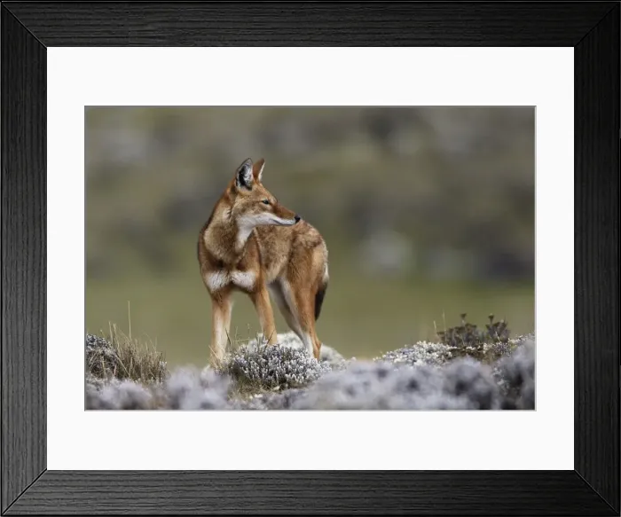 Framed Print : Abyssinian / Ethiopian Wolf / Simien Jackal / Simien Fox - endangered. Bale Mountains - Ethiopia. 4000 m - 4300 m Framed Print : Abyssinian / Ethiopian Wolf / Simien Jackal / Simien Fox - endangered. Bale Mountains - Ethiopia. 4000 m - 4300 m