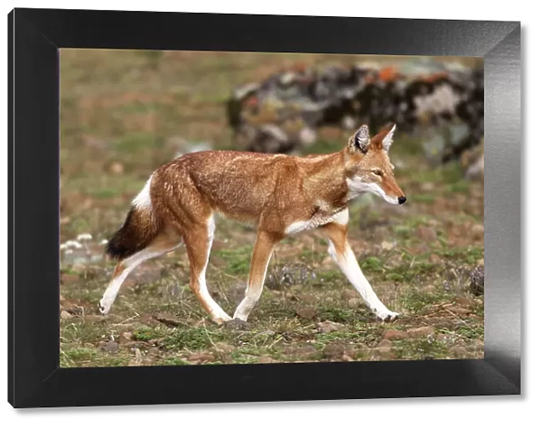 Abyssinian  /  Ethiopian Wolf  /  Simien Jackal  /  Simien Fox - endangered. Bale Mountains - Ethiopia. 4000 m - 4300 m