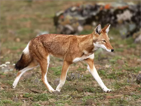 Abyssinian  /  Ethiopian Wolf  /  Simien Jackal  /  Simien Fox - endangered. Bale Mountains - Ethiopia. 4000 m - 4300 m