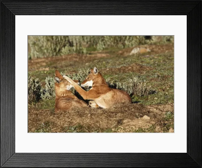 Framed Print : Abyssinian / Ethiopian Wolf / Simien Jackal / Simien Fox - two playing. Endangered. Bale Mountains - Ethiopia. 4000 m - 4300 m Framed Print : Abyssinian / Ethiopian Wolf / Simien Jackal / Simien Fox - two playing. Endangered. Bale Mountains - Ethiopia. 4000 m - 4300 m