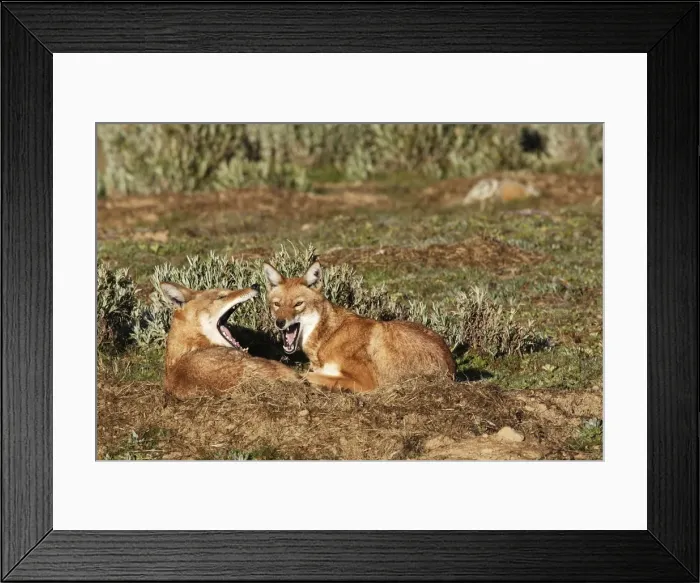 Framed Print : Abyssinian / Ethiopian Wolf / Simien Jackal / Simien Fox - two. Endangered. Bale Mountains - Ethiopia. 4000 m - 4300 m Framed Print : Abyssinian / Ethiopian Wolf / Simien Jackal / Simien Fox - two. Endangered. Bale Mountains - Ethiopia. 4000 m - 4300 m