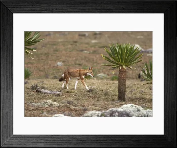 Framed Print : Abyssinian / Ethiopian Wolf / Simien Jackal / Simien Fox - two. Endangered. Bale Mountains - Ethiopia. 4000 m - 4300 m Framed Print : Abyssinian / Ethiopian Wolf / Simien Jackal / Simien Fox - two. Endangered. Bale Mountains - Ethiopia. 4000 m - 4300 m