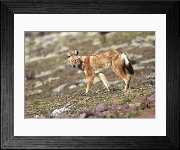 Framed Print : Abyssinian / Ethiopian Wolf / Simien Jackal / Simien Fox - two. Endangered. Bale Mountains - Ethiopia. 4000 m - 4300 m Framed Print : Abyssinian / Ethiopian Wolf / Simien Jackal / Simien Fox - two. Endangered. Bale Mountains - Ethiopia. 4000 m - 4300 m