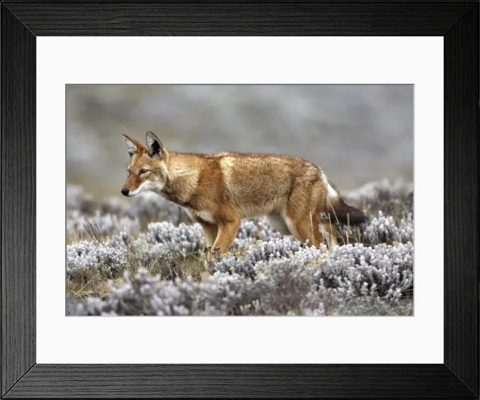 Framed Print : Abyssinian  /  Ethiopian Wolf  /  Simien Jackal  /  Simien Fox - two. Endangered. Bale Mountains - Ethiopia. 4000 m - 4300 m