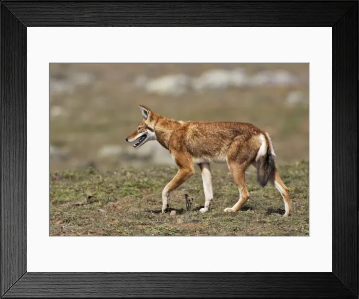 Framed Print : Abyssinian / Ethiopian Wolf / Simien Jackal / Simien Fox - two. Endangered. Bale Mountains - Ethiopia. 4000 m - 4300 m Framed Print : Abyssinian / Ethiopian Wolf / Simien Jackal / Simien Fox - two. Endangered. Bale Mountains - Ethiopia. 4000 m - 4300 m