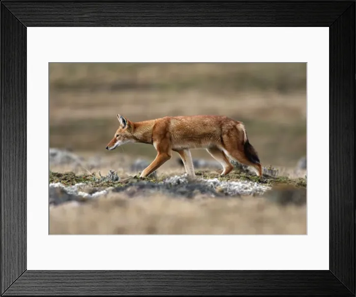Framed Print : Abyssinian  /  Ethiopian Wolf  /  Simien Jackal  /  Simien Fox - two. Endangered. Bale Mountains - Ethiopia. 4000 m - 4300 m