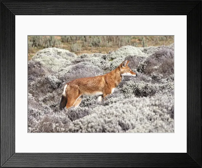 Framed Print : Abyssinian / Ethiopian Wolf / Simien Jackal / Simien Fox - single. Endangered. Bale Mountains - Ethiopia. 4000 m - 4300 m Framed Print : Abyssinian / Ethiopian Wolf / Simien Jackal / Simien Fox - single. Endangered. Bale Mountains - Ethiopia. 4000 m - 4300 m