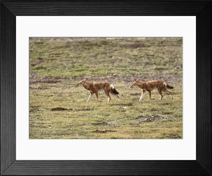 Framed Print : Abyssinian  /  Ethiopian Wolf  /  Simien Jackal  /  Simien Fox - two. Endangered. Bale Mountains - Ethiopia. 4000 m - 4300 m