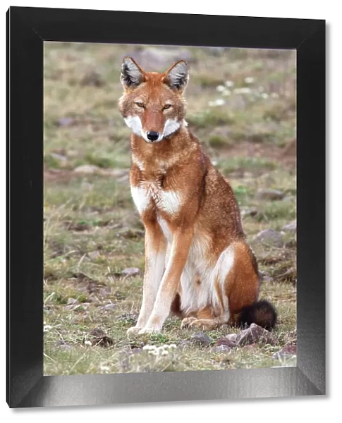 Abyssinian  /  Ethiopian Wolf  /  Simien Jackal  /  Simien Fox - single. Endangered. Bale Mountains - Ethiopia. 4000 m - 4300 m