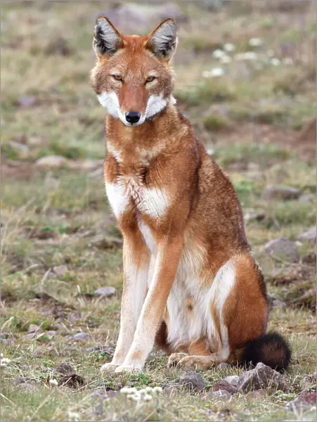 Abyssinian  /  Ethiopian Wolf  /  Simien Jackal  /  Simien Fox - single. Endangered. Bale Mountains - Ethiopia. 4000 m - 4300 m