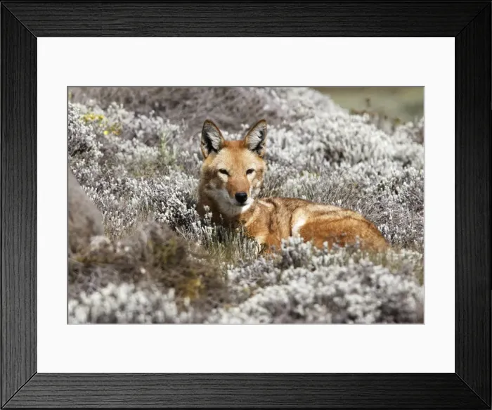 Framed Print : Abyssinian / Ethiopian Wolf / Simien Jackal / Simien Fox - single. Endangered. Bale Mountains - Ethiopia. 4000 m - 4300 m Framed Print : Abyssinian / Ethiopian Wolf / Simien Jackal / Simien Fox - single. Endangered. Bale Mountains - Ethiopia. 4000 m - 4300 m