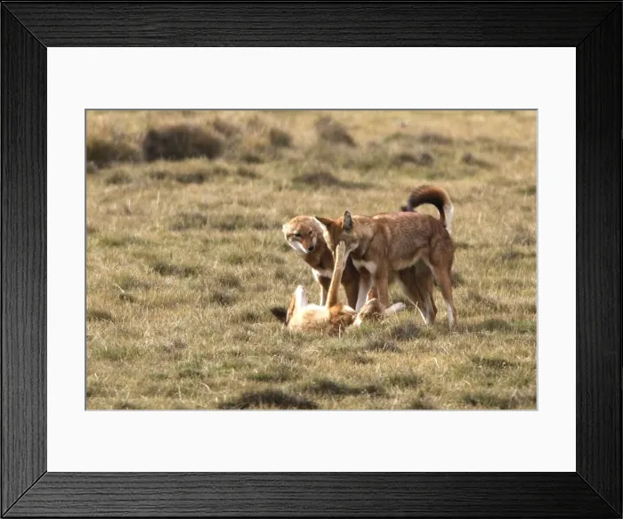 Framed Print : Abyssinian / Ethiopian Wolf / Simien Jackal / Simien Fox - three. Endangered. Bale Mountains - Ethiopia. 4000 m - 4300 m Framed Print : Abyssinian / Ethiopian Wolf / Simien Jackal / Simien Fox - three. Endangered. Bale Mountains - Ethiopia. 4000 m - 4300 m