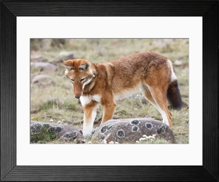 Framed Print : Abyssinian / Ethiopian Wolf / Simien Jackal / Simien Fox - hunting molerat. Endangered. Bale Mountains - Ethiopia. 4000 m - 4300 m Framed Print : Abyssinian / Ethiopian Wolf / Simien Jackal / Simien Fox - hunting molerat. Endangered. Bale Mountains - Ethiopia. 4000 m - 4300 m
