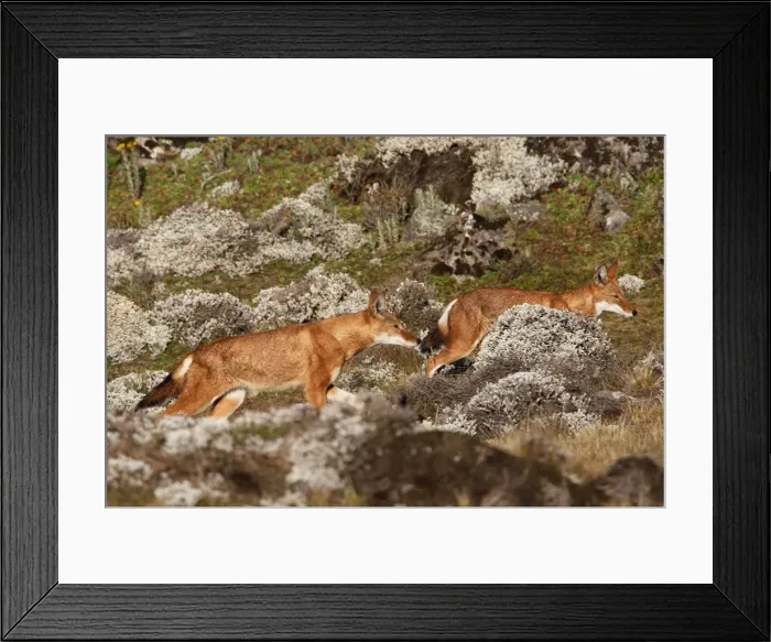 Framed Print : Abyssinian / Ethiopian Wolf / Simien Jackal / Simien Fox - two. Endangered. Bale Mountains - Ethiopia. 4000 m - 4300 m Framed Print : Abyssinian / Ethiopian Wolf / Simien Jackal / Simien Fox - two. Endangered. Bale Mountains - Ethiopia. 4000 m - 4300 m