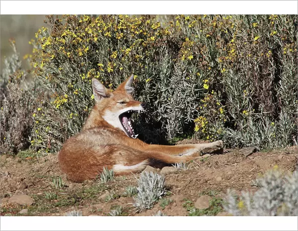Abyssinian  /  Ethiopian Wolf  /  Simien Jackal  /  Simien Fox - yawning. Endangered. Bale Mountains - Ethiopia. 4000 m - 4300 m
