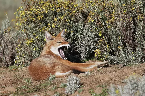 Abyssinian  /  Ethiopian Wolf  /  Simien Jackal  /  Simien Fox - yawning. Endangered. Bale Mountains - Ethiopia. 4000 m - 4300 m