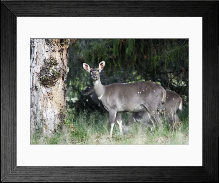 Framed Print : Mountain Nyala - female. Bale Mountains - Ethiopia. 4000 m- 4300 m Framed Print : Mountain Nyala - female. Bale Mountains - Ethiopia. 4000 m- 4300 m