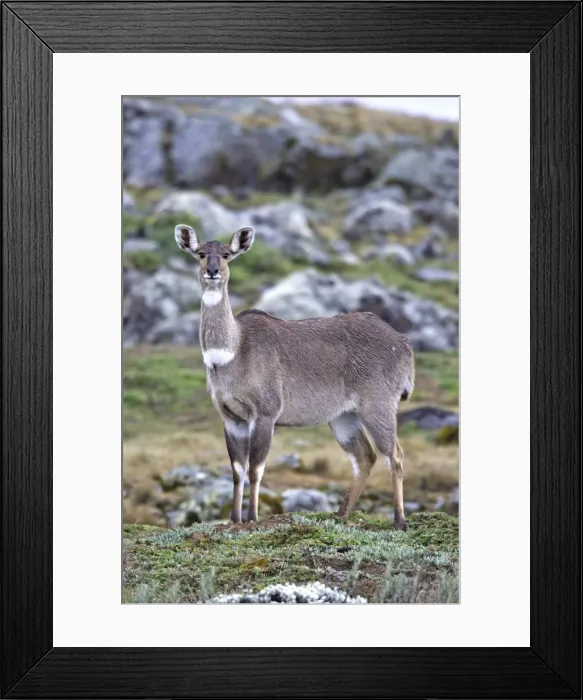 Framed Print : Mountain Nyala - female. Bale Mountains - Ethiopia. 4000 m- 4300 m Framed Print : Mountain Nyala - female. Bale Mountains - Ethiopia. 4000 m- 4300 m
