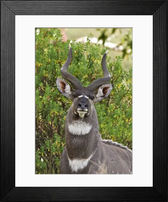 Framed Print : Mountain Nyala - male. Bale Mountains - Ethiopia. 4000 m- 4300 m