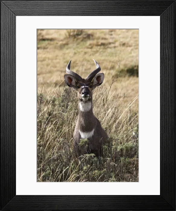 Framed Print : Mountain Nyala - male. Bale Mountains - Ethiopia. 4000 m- 4300 m Framed Print : Mountain Nyala - male. Bale Mountains - Ethiopia. 4000 m- 4300 m