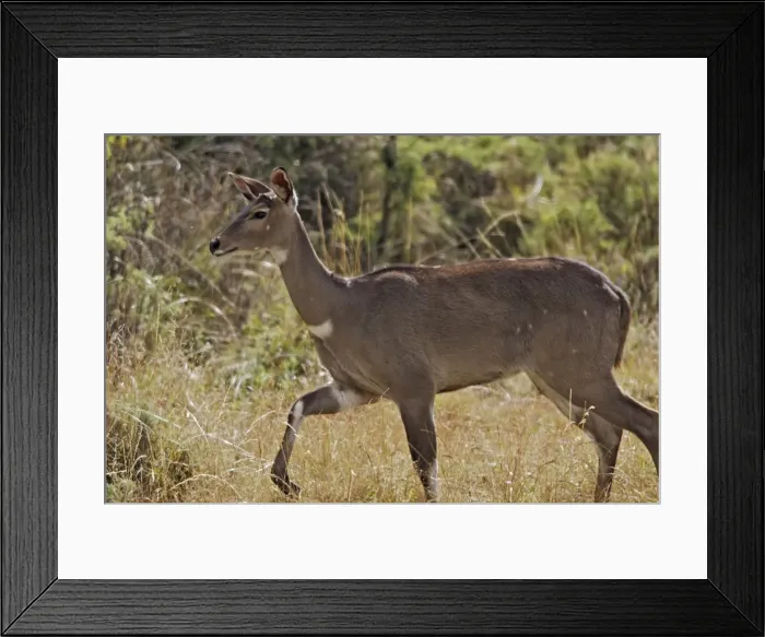 Framed Print : Mountain Nyala - female. Bale Mountains - Ethiopia. 4000 m- 4300 m Framed Print : Mountain Nyala - female. Bale Mountains - Ethiopia. 4000 m- 4300 m
