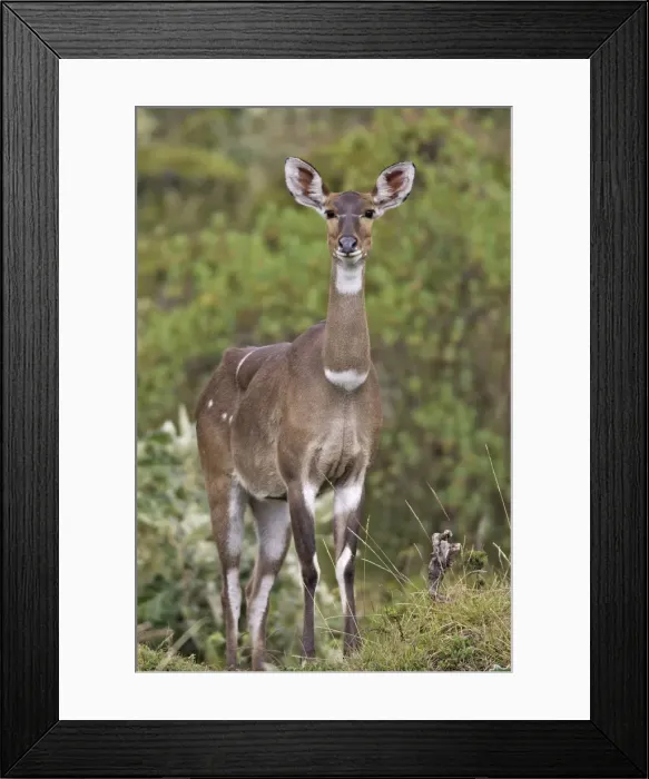 Framed Print : Mountain Nyala - female. Bale Mountains - Ethiopia. 4000 m- 4300 m Framed Print : Mountain Nyala - female. Bale Mountains - Ethiopia. 4000 m- 4300 m