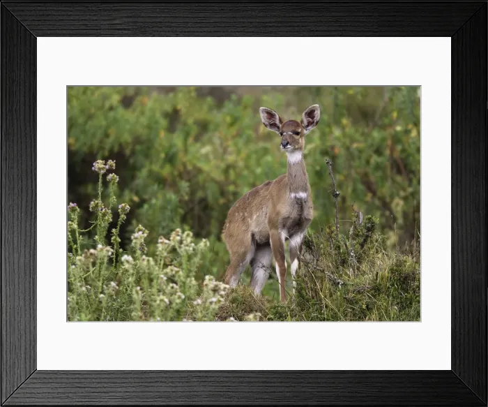 Framed Print : Mountain Nyala - female. Bale Mountains - Ethiopia. 4000 m- 4300 m Framed Print : Mountain Nyala - female. Bale Mountains - Ethiopia. 4000 m- 4300 m