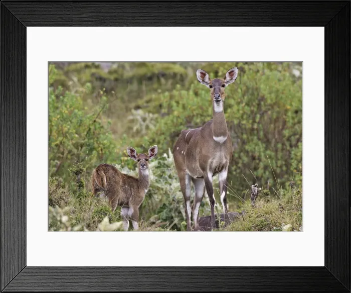 Framed Print : Mountain Nyala - female & young. Bale Mountains - Ethiopia. 4000 m- 4300 m Framed Print : Mountain Nyala - female & young. Bale Mountains - Ethiopia. 4000 m- 4300 m