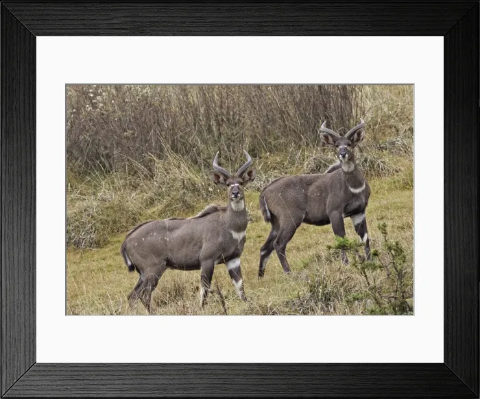 Framed Print : Mountain Nyala - male. Bale Mountains - Ethiopia. 4000 m- 4300 m Framed Print : Mountain Nyala - male. Bale Mountains - Ethiopia. 4000 m- 4300 m