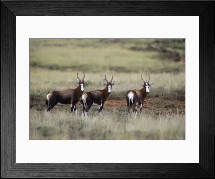 Framed Print : Blesbok Mountain Zebra National Park, South Africa Framed Print : Blesbok Mountain Zebra National Park, South Africa