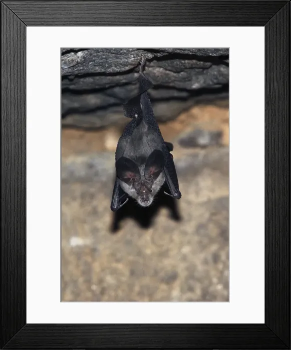 Framed Print : Greater horseshoe bat Framed Print : Greater horseshoe bat
