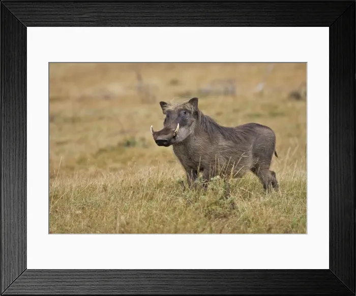 Framed Print : Warthog. Bale Mountains - Ethiopia - Africa. 4000 m- 4300 m Framed Print : Warthog. Bale Mountains - Ethiopia - Africa. 4000 m- 4300 m