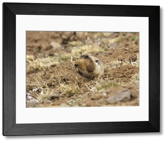 Framed Print : Giant Molerat. Endemic to the Bale Mountains - Ethiopia - Africa. 4000 m- 4300 m Framed Print : Giant Molerat. Endemic to the Bale Mountains - Ethiopia - Africa. 4000 m- 4300 m