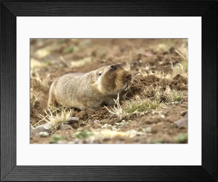 Framed Print : Giant Molerat. Endemic to the Bale Mountains - Ethiopia - Africa. 4000 m- 4300 m Framed Print : Giant Molerat. Endemic to the Bale Mountains - Ethiopia - Africa. 4000 m- 4300 m