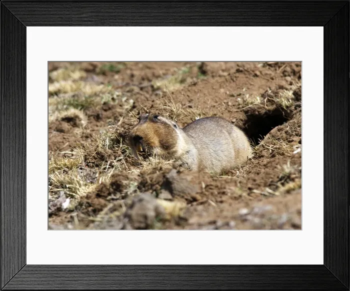 Framed Print : Giant Molerat. Endemic to the Bale Mountains - Ethiopia - Africa. 4000 m- 4300 m Framed Print : Giant Molerat. Endemic to the Bale Mountains - Ethiopia - Africa. 4000 m- 4300 m